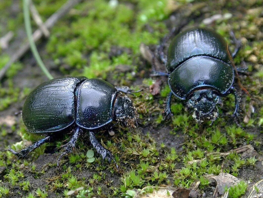 Жук навозник обыкновенный. Навозник-землерой шипоносец. Жук навозник лесной. Жук кукурузный навозник. Навозник обыкновенный ж.