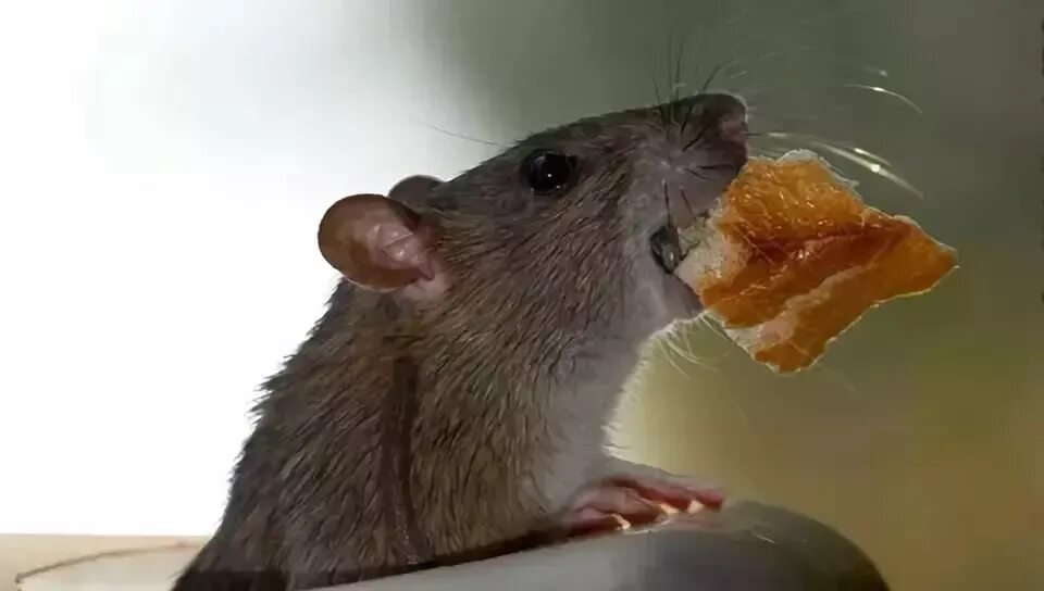 Мышка в хлебе. Сухарики с мышкой. Мышь грызет. Мыши обгрызли