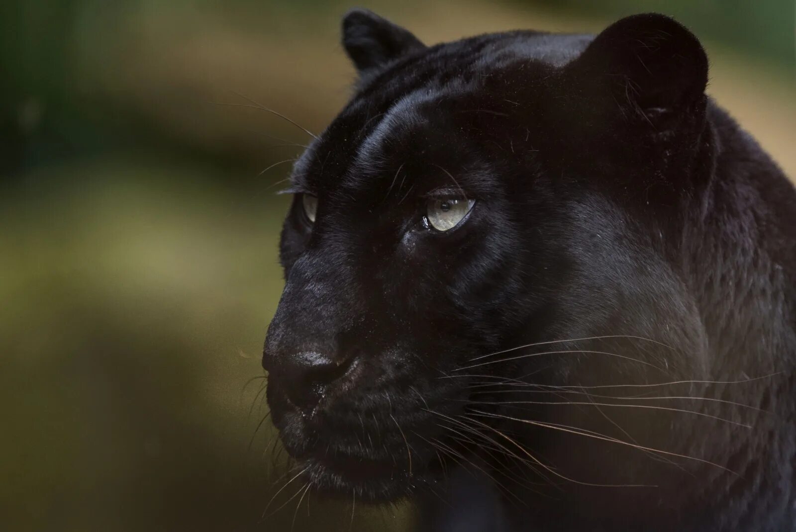 Хитрая пантера. Черная пантера. черная пантера леночка. black panther in bloody. пантера показывает кулак.