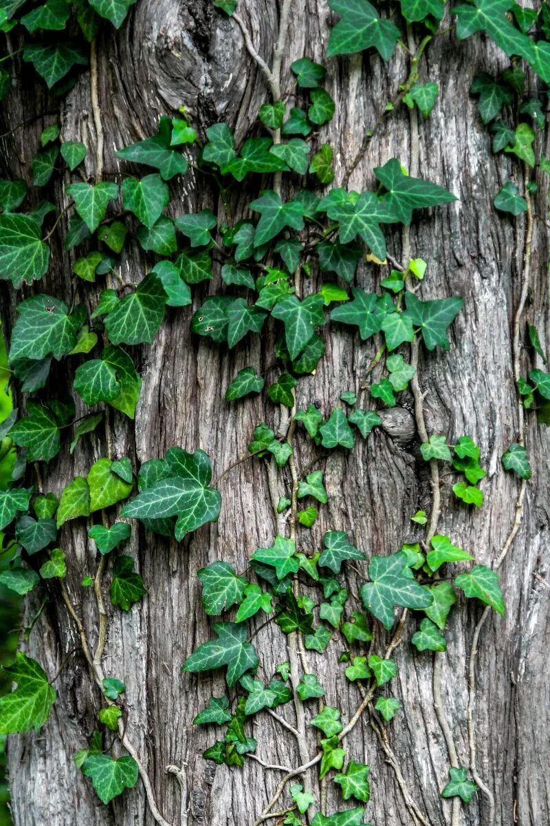 Плющ Гринхарт. Плющ вечнозеленый (Hedera).. Плющ картины