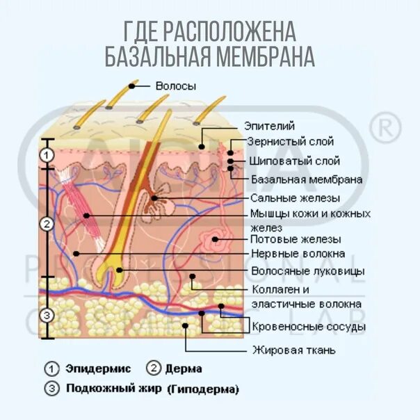 Базальная мембрана функции. Слои кожи базальная мембрана. Базальная мембрана эпидермиса. Базальная мембрана гистология. Базальная мембрана интегрины.