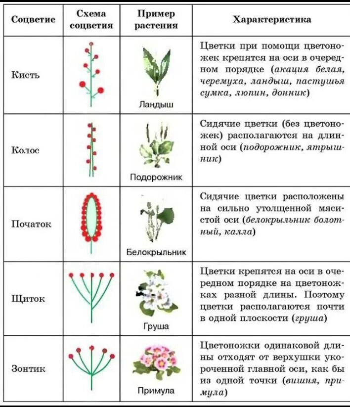 Лиственные преобладающие виды растений. Типы соцветия таблица характерные признаки. Таблица соцветия биология 6. Таблица типы соцветий 6 класс биология. Виды соцветий 6 класс биология таблица.