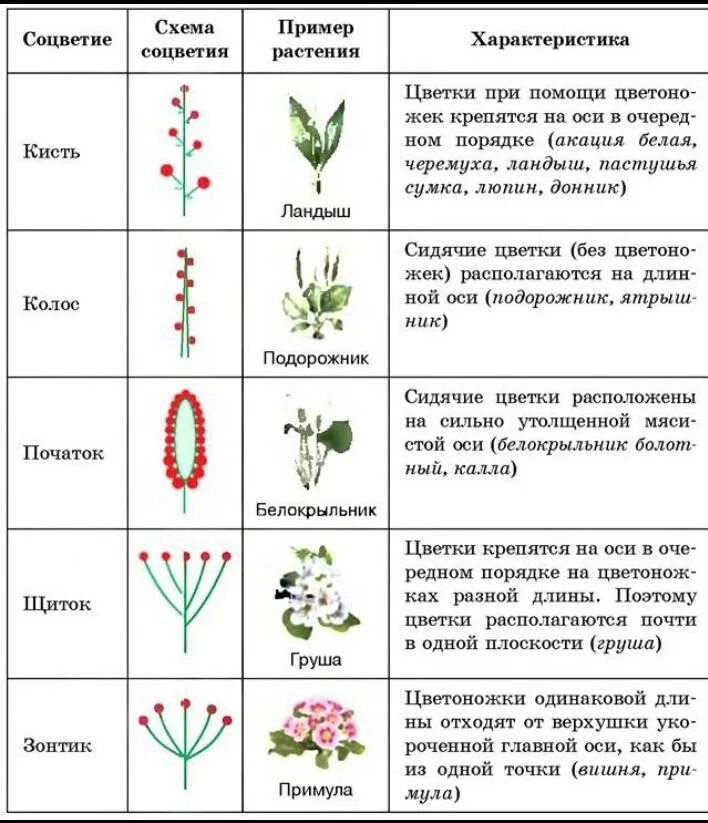 Важным признаком растений является