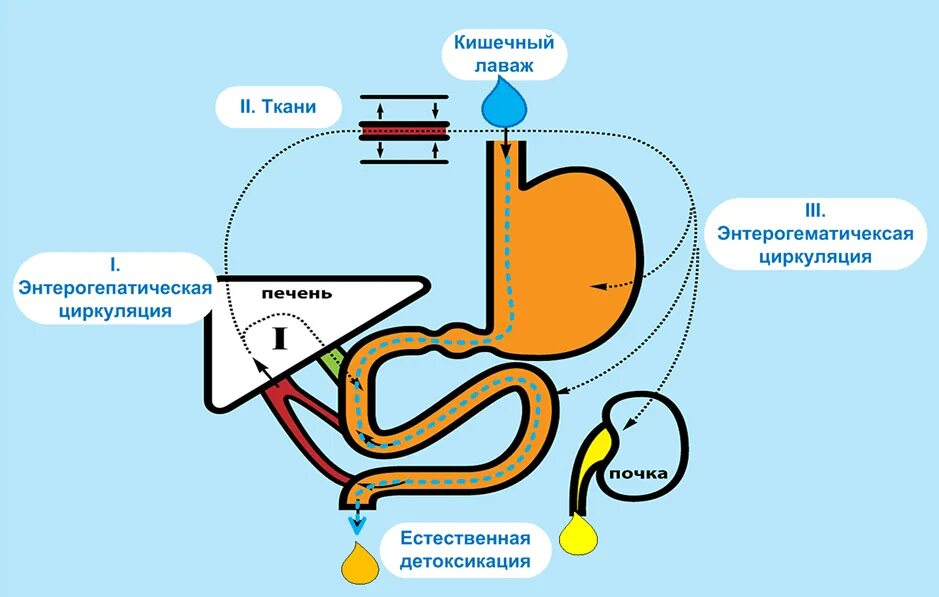 Лаваж кишечника. Солевой энтеральный раствор. Перитонеальный лаваж при перитоните. Лаваж кишечника раствор. Подготовка желудочно кишечного тракта к операции алгоритм.