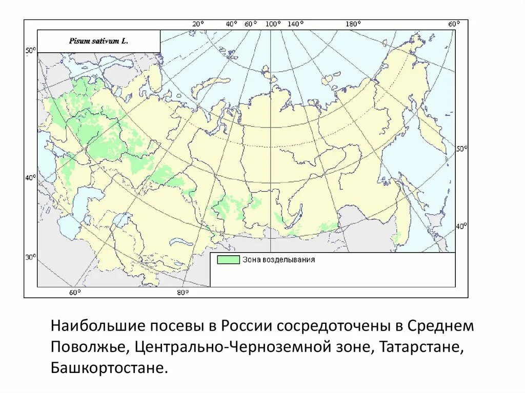 В поволжье сосредоточены. Зоны выращивания пшеницы. Зоны возделывания кукурузы в России карта. Карта зоны выращивания пшеницы в России. Зоны возделывания пшеницы Россия.