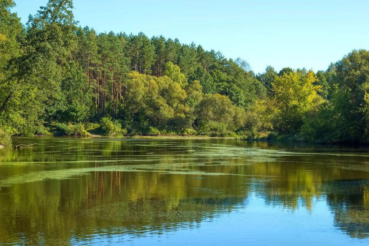 Минская река. Свислочь река. Минск Свислочь. Река Свислочь Беларусь. Минск Беларусь река.