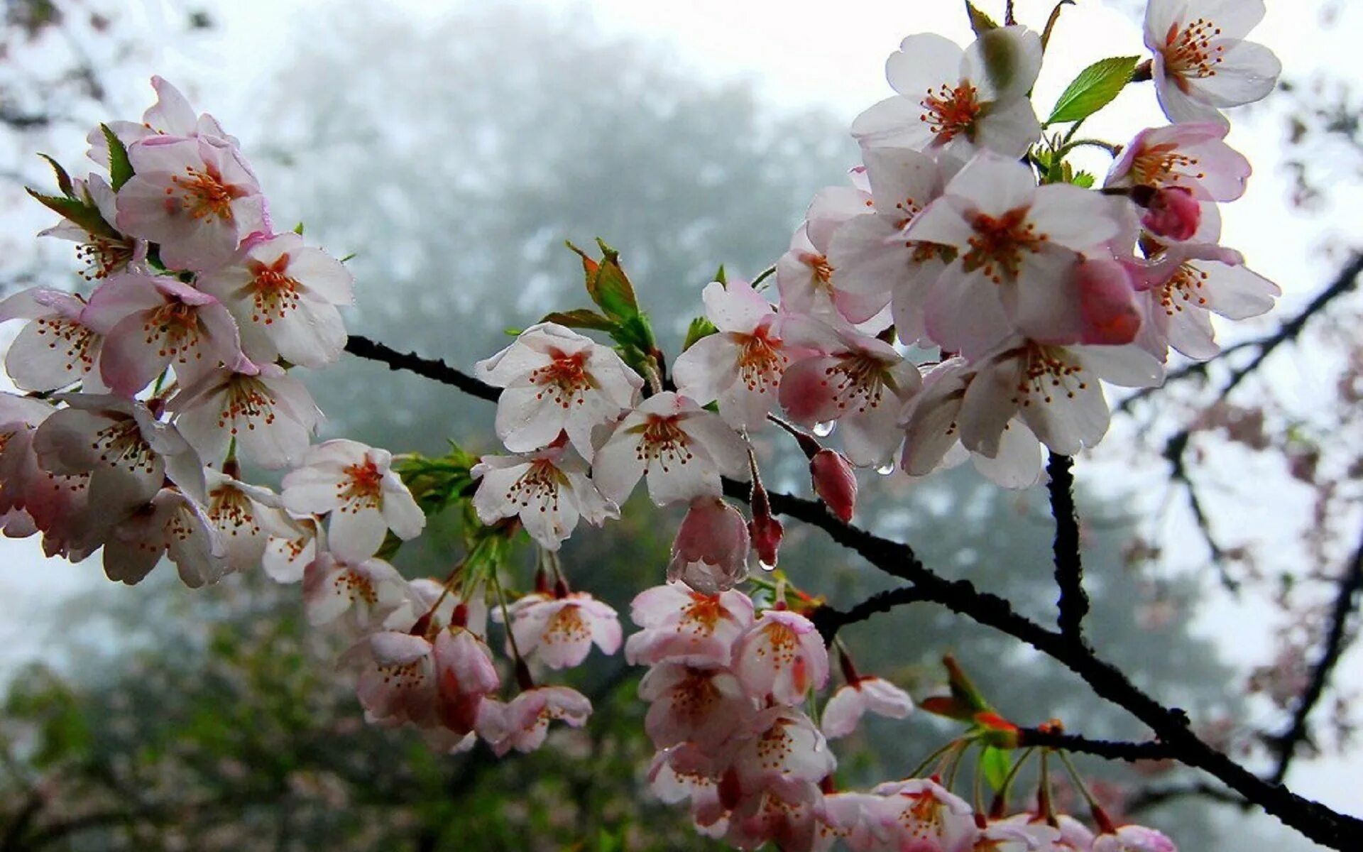 Приподнимется на гибких ветвях и зацветет. Сакура Дикая вишня. Сакура Койо-но-май. Дикая вишня цветение. Дикая вишня дерево цветение.