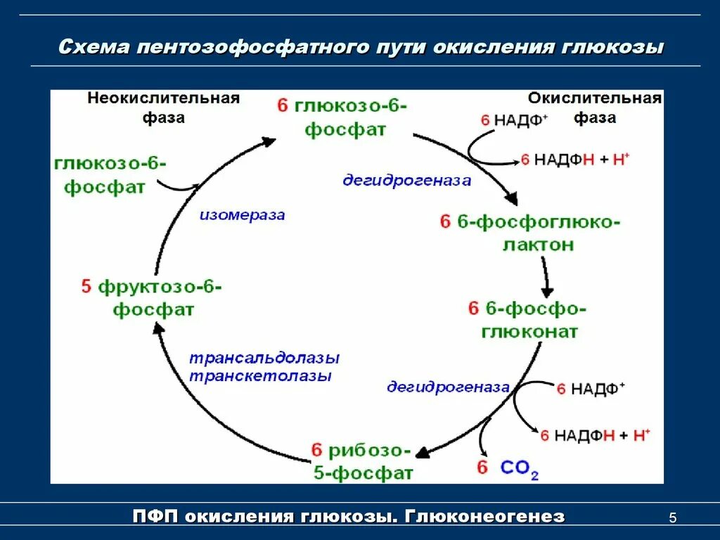 Биосинтез дыхания. Пентозофосфатный путь окисления Глюкозы. Окислительный пентозофосфатный путь. Пентозофосфатный (апотомический) путь окисления Глюкозы.. Окислительная реакция пентозофосфатного цикла.