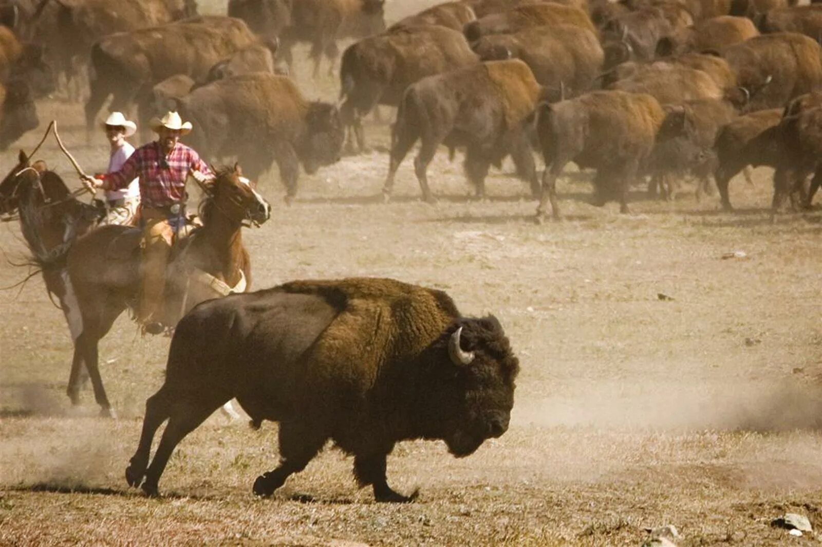 Карлик среди буйволов. Custer State Park Buffalo Roundup. Стадо бизонов бежит. Стадо буйволов. Стадо буйволов бежит.