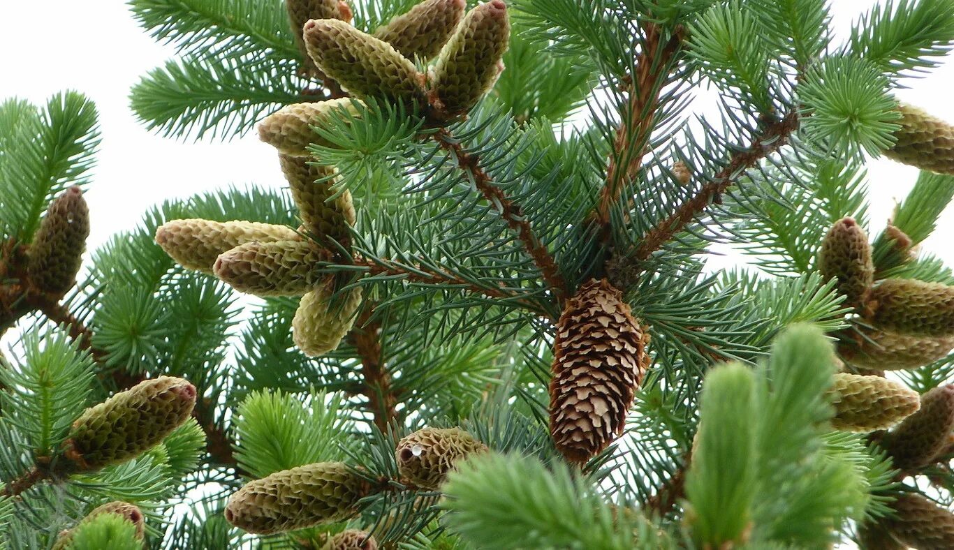 Цвет мужских шишек ели. Цветение сосны обыкновенной. Цвет мужских шишек ели. Picea likiangensis. Ель обыкновенная микростробилы.