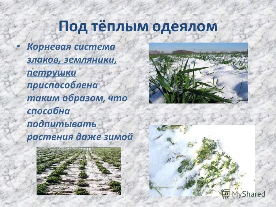 Растения зимой для дошкольников. Растения зимой презентация. Зима в мире растений окружающий мир. Зимующие растения. Зима изменения в жизни растений биология