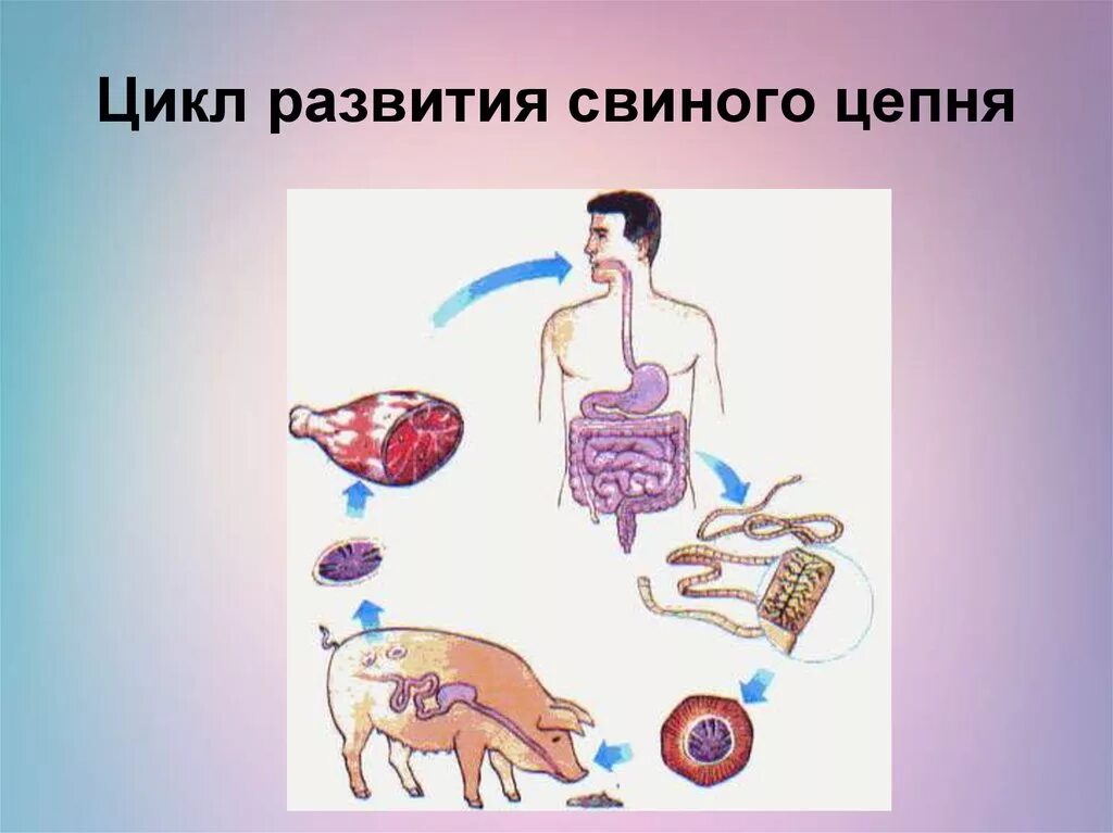 Какая стадия свиного цепня разовьется в человеке. Цикл развития свиного цепня 7 класс. Цикл развития свиного солитера схема. Жизненный цикл свиного цепня схема 7 класс. Жизненный цикл свиного цепня биология.