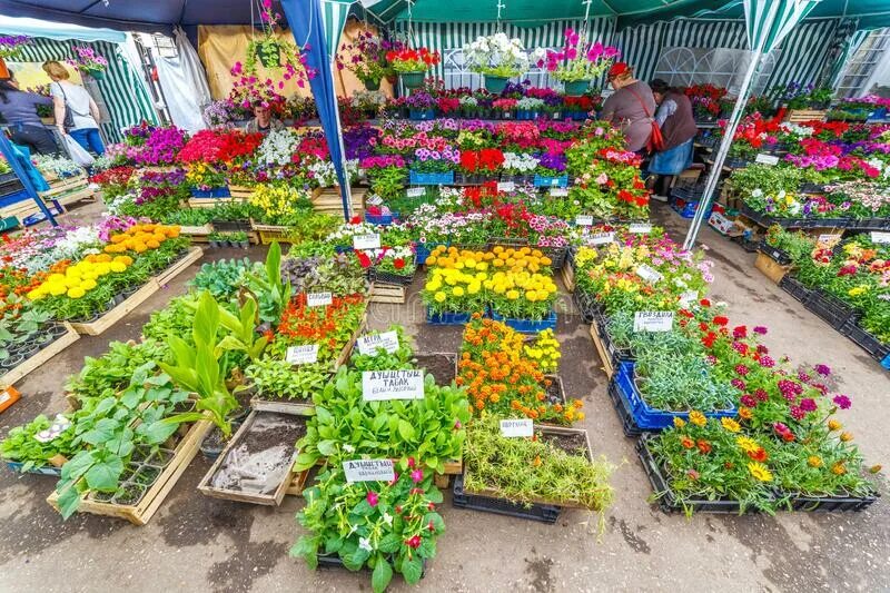 Цветочный комплекс. Оренбург цветы на рассаду. Теплица для цветов. Рассада цветов на рынке. В парк привезли цветочную рассаду.