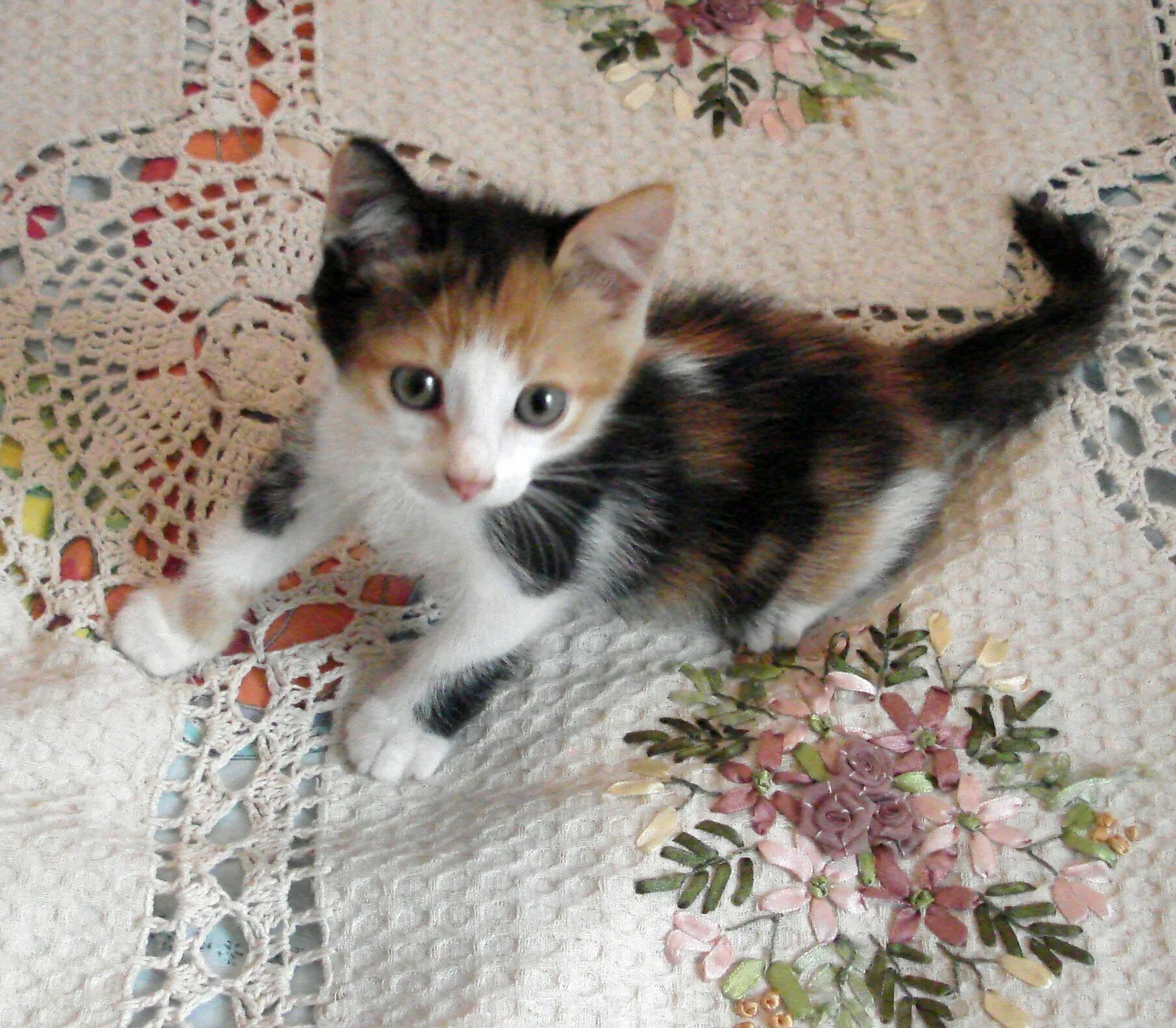 Кошка окрас серо бело рыжий. Беспородные кошки трёхцветные. Трёхцветная кошка Крысолов. Трехшерстная кошка крысоловка. 3 Цветный котенок.