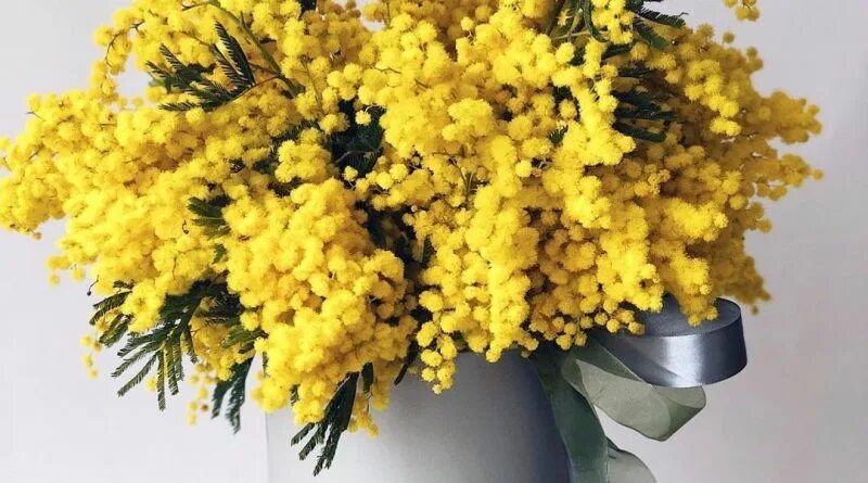 Как сохранить мимозу пушистой дома. Мимоза. Мимоза мирандол. Как сохранить мимозу пушистой дома. Как сохранить мимозу пушистой дома.