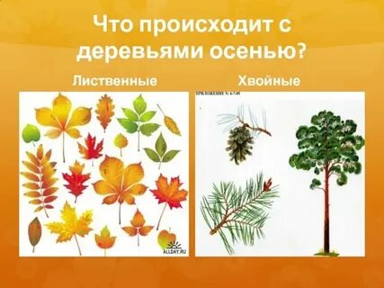 Хвойные материал лиственные