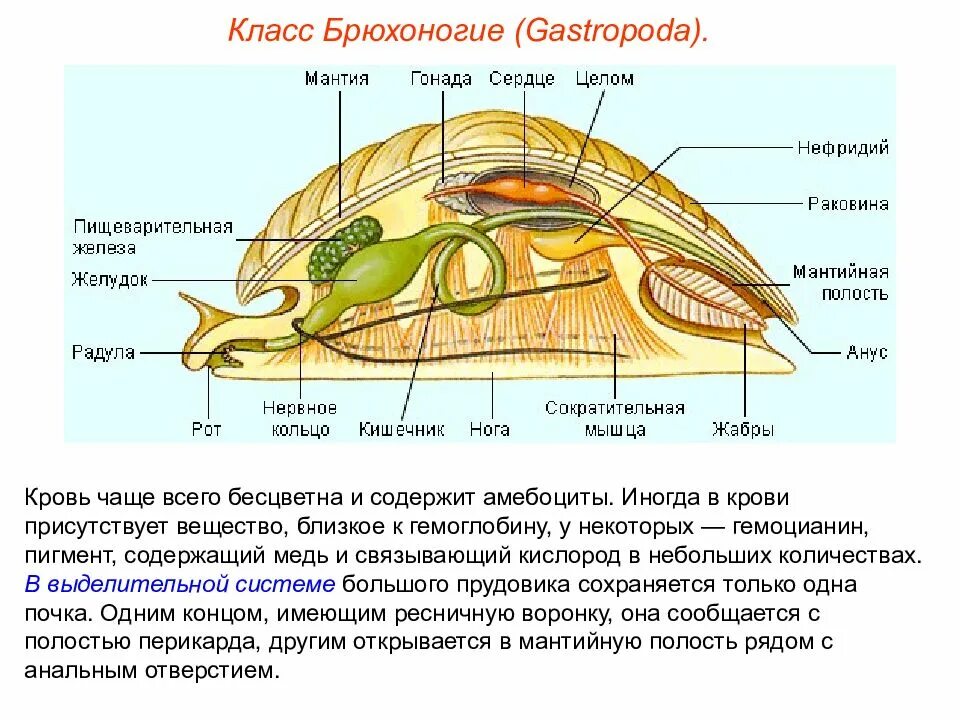 Тип моллюски вариант 2