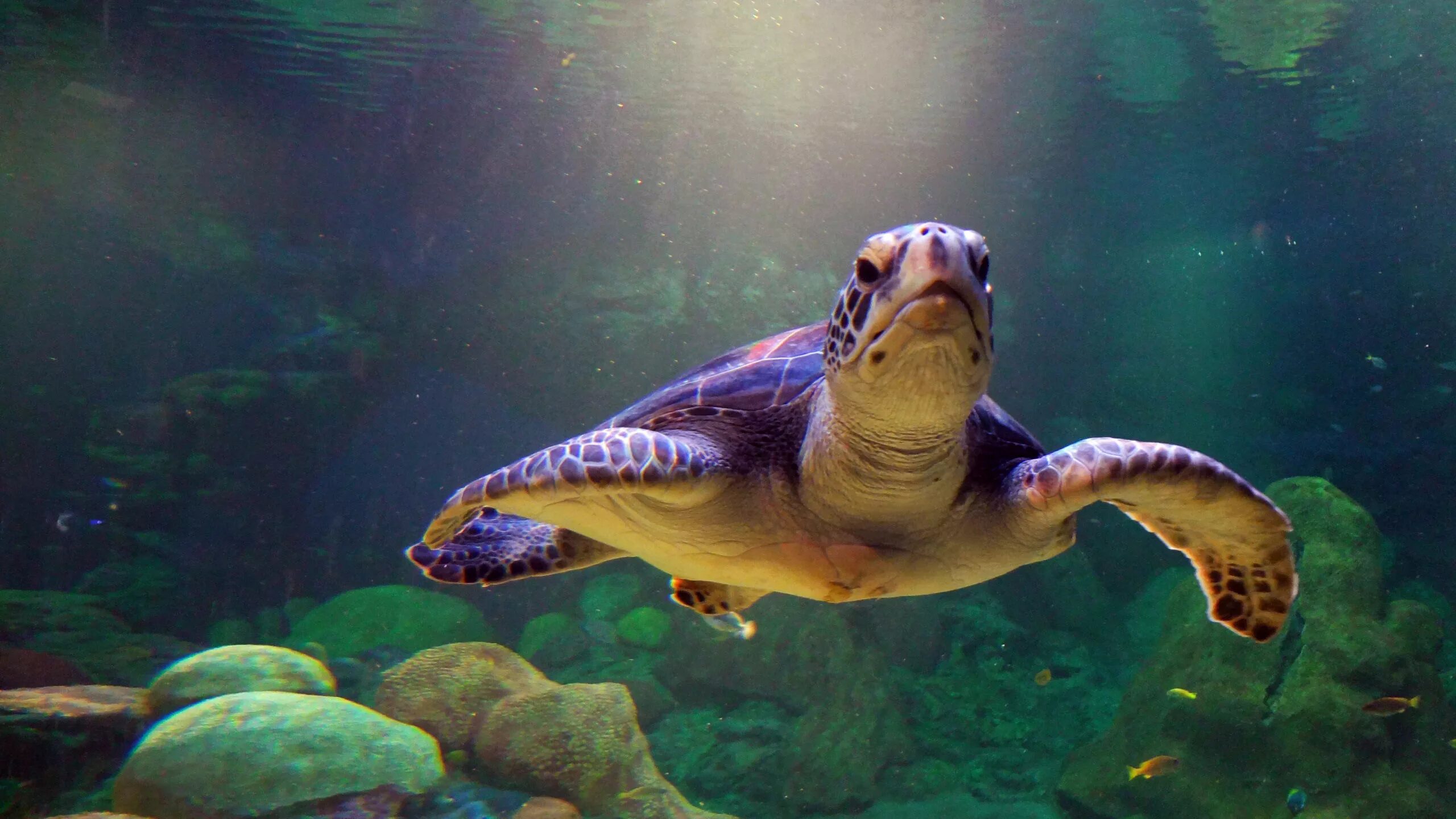 Тортуга черепаха Тортуга. Черепаха бисса. Кубинская морская черепаха. Морские обитатели черепаха.