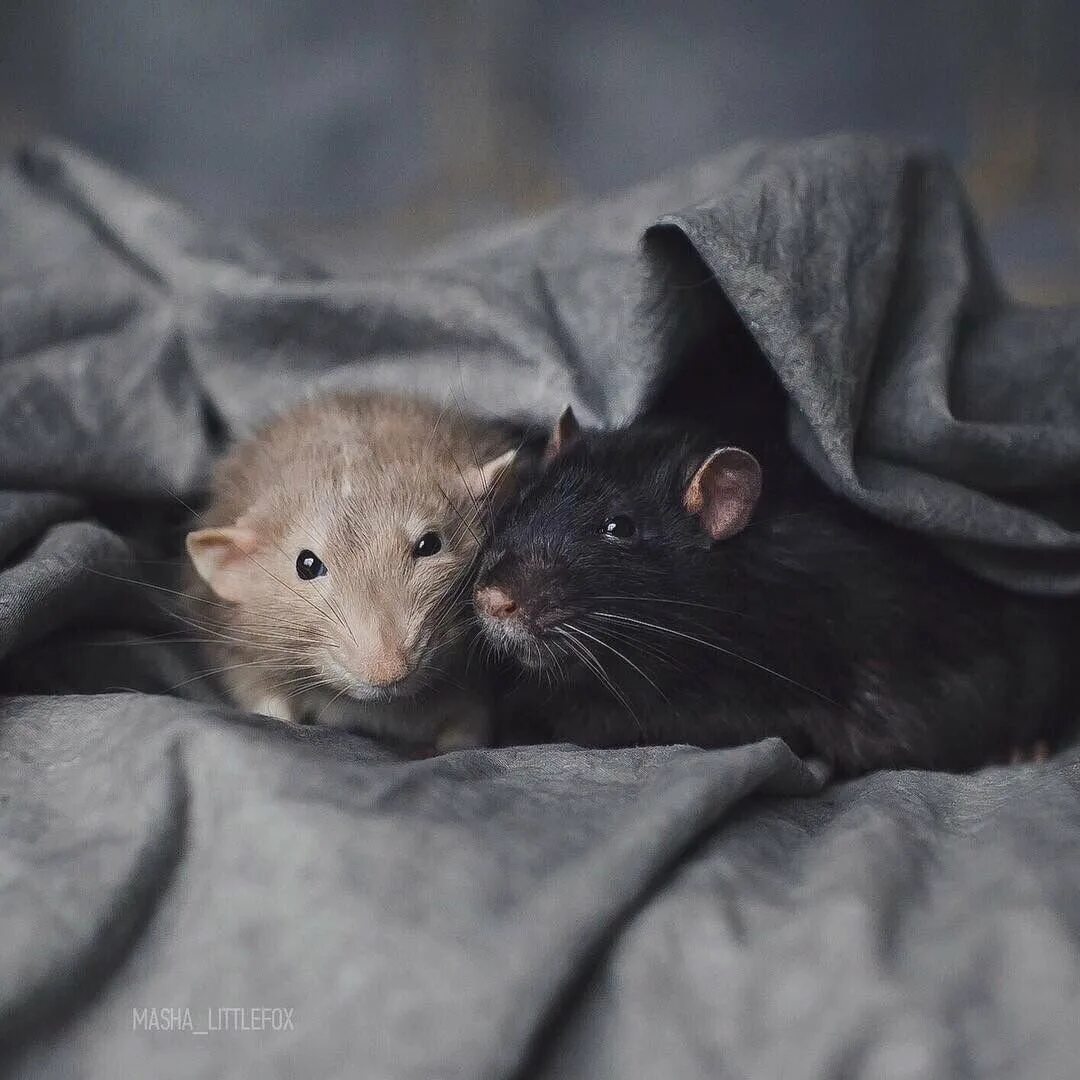Секреты серой мыши. Крыса Эстетика. Милые крыски Эстетика. Милые мышки. Две милые крыски.