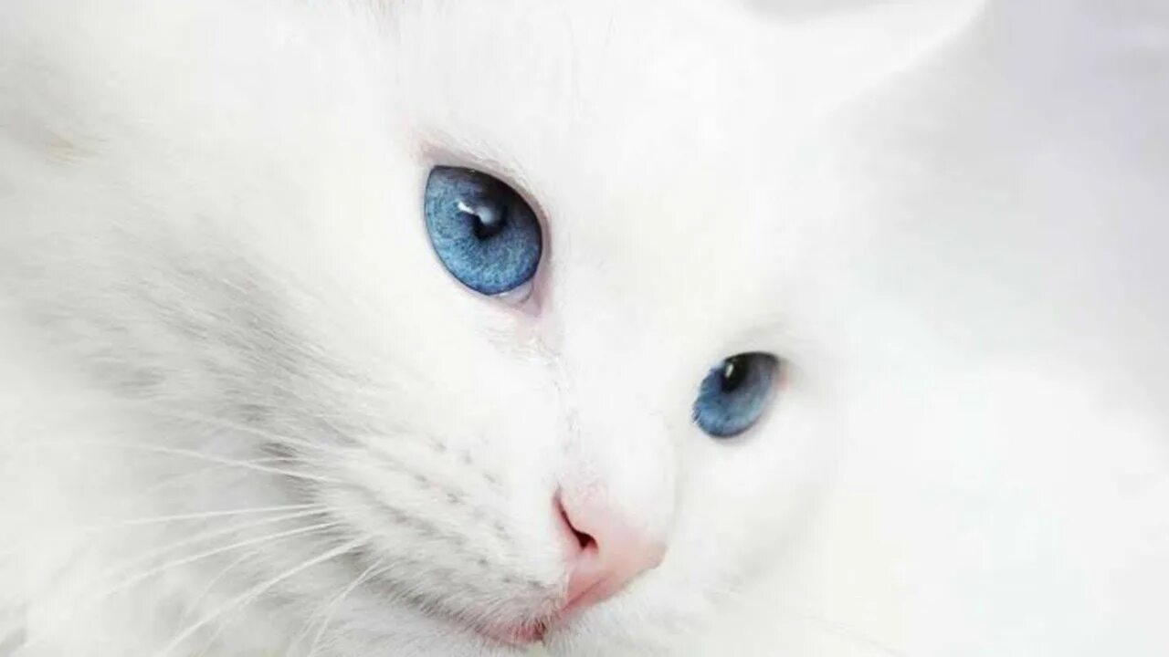 Турецкая ангора разноглазая. Кошка белая. Белый котик. Белая кошка с голубыми глазами. Белая киса
