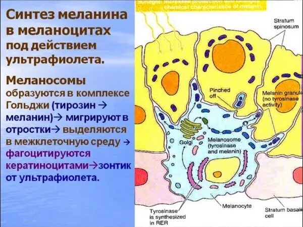 Меланоциты функции. Клетки меланоциты. строение меланоцита. клетки меланоциты в коже. меланоциты строение.