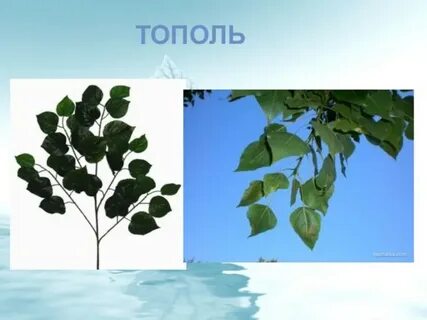 Листорасположение березы