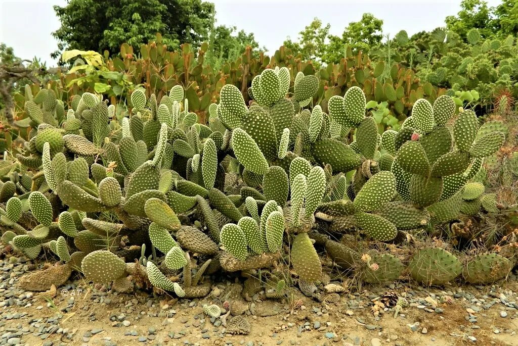 Кактусовые семейство сообщение. Кладодии опунции. Opuntia Microdasys. Кактус опунция. Опунция мелковолосистая.