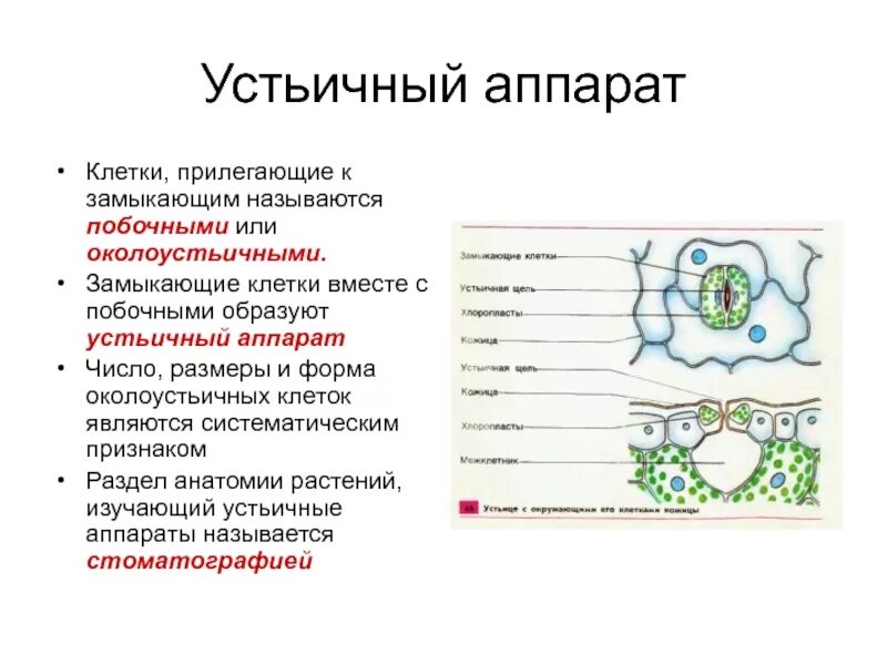 Замыкающие клетки функции. Строение устьичного аппарата листа. устьичный аппарат строение. устьичный аппарат замыкающие клетки. устьичные клетки листа функции.