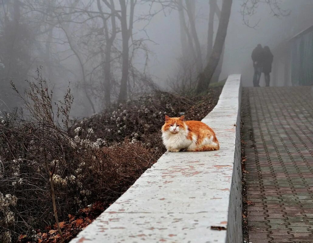 Кот ушел из дома весной. Кот в тумане. Грустный рыжий кот. Туманный кот. Рыжий кот на улице Эстетика.