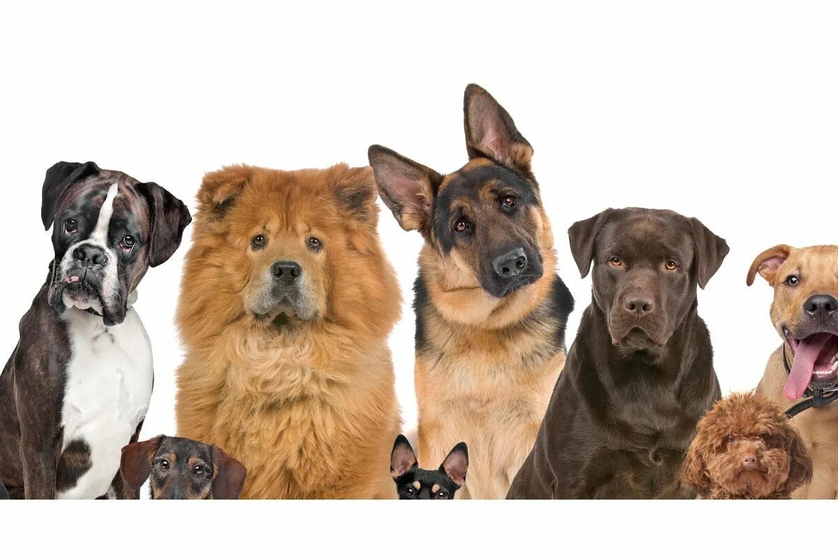 много собак. много песиков. толпа собак. кучка щенков. много песиков.