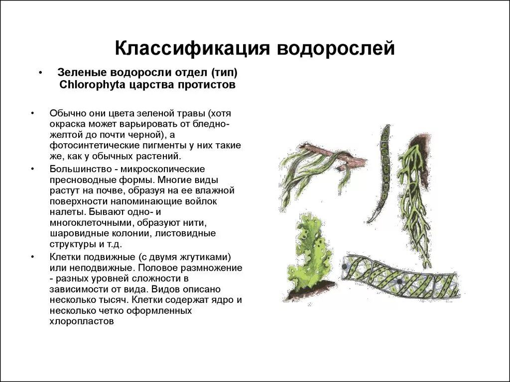 Отдел зеленые водоросли классификация. Систематика водорослей ламинария. Царство растений отдел водорослей. Классификация водорослей таблица.