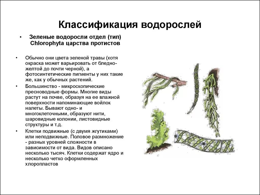 Характеристика классов водорослей. Систематика водорослей ламинария. Царство растений отдел водорослей. Классификация водорослей таблица. Царство растений классификация группы водорослей.