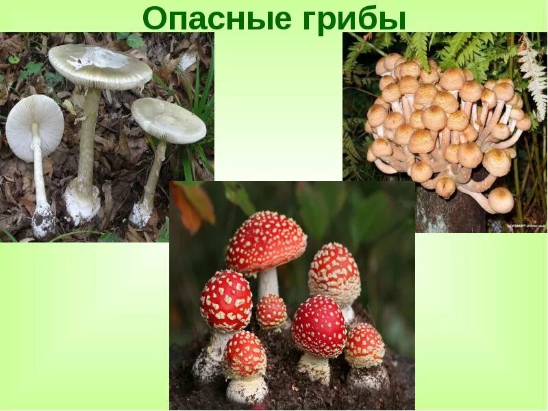 Опасные несъедобные грибы. Лесные опасности ядовитые грибы 2 класс окружающий мир. Ядовитые грибы и растения 2 класс окружающий. Лесные несъедобные грибы 2 класс окружающий мир.