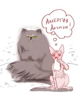 Началась аллергия на кота