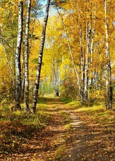 Пейзаж осени в лесу
