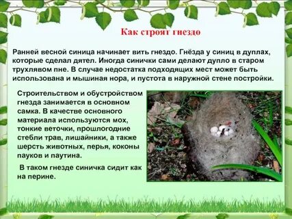 Гнездо главная мысль