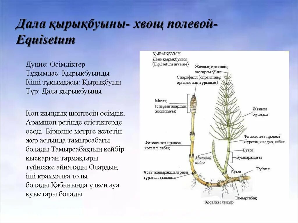 Хвощ полевой группа организмов. Хвощ полевой (Equisetum arvense). Хвощ полевой Equisetum arvense l.. Хвощ полевой корневище. Цветение хвоща.