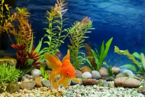 Золотые рыбки водоросли