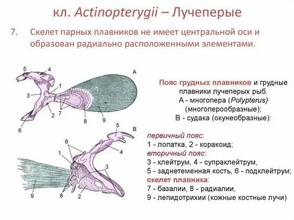 Плавники костистых рыб