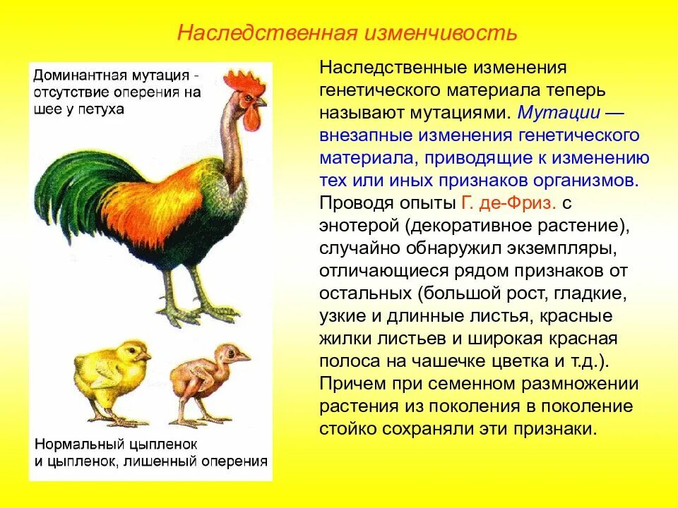Изменчивость Организма Под Действием Диеты - Похудение Диета Правильное Питание