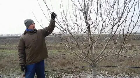 Обрезаем грушу видео