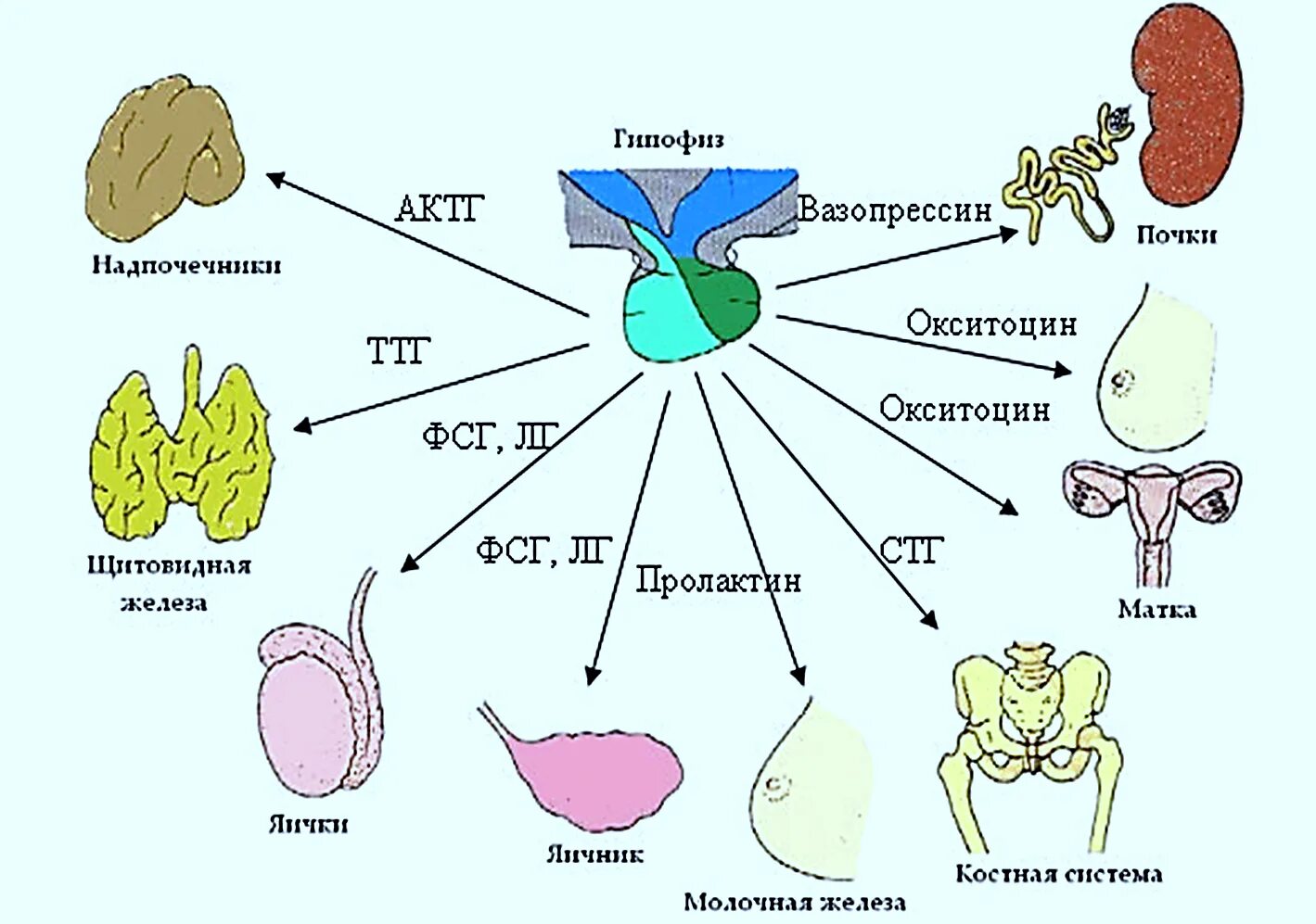 Гормоны человека схема. Гормоны и органы мишени схема физиология. Гормоны гипофиза и их органы мишени. Влияние гипофиза гормоны органы мишени.