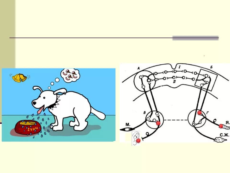 Примеры условных рефлексов у млекопитающих. Павлов механизм выработки условного рефлекса. Рефлексы животных. Цепочка условных рефлексов. Рефлекс у животного.