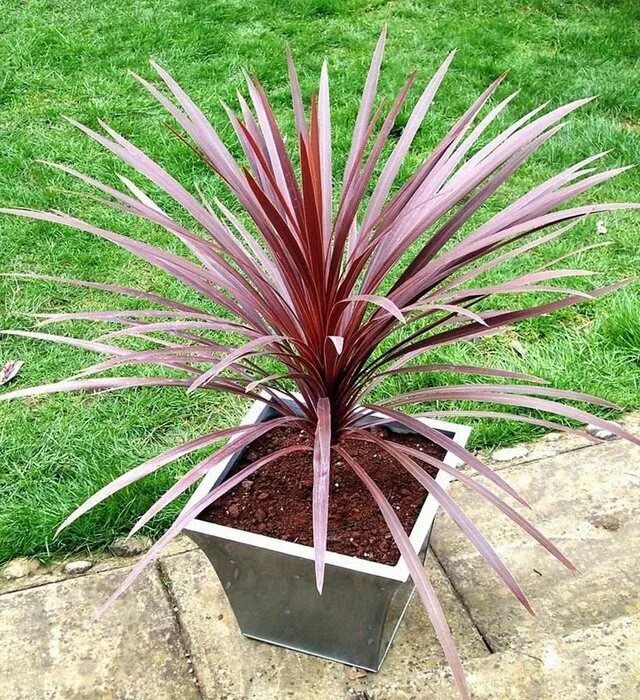 Кордилина цветок купить. Cordyline Australis - Кордилина австралийская. Кордилина Южная. Кордилина Южная Драцена. Кордилина Юкка цветок.