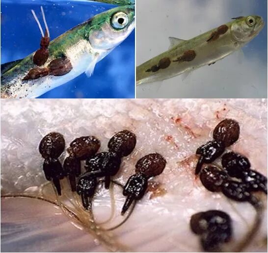 Файл:Salmonlouse.jpg - Википедия