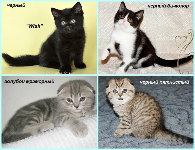 Как отличить британца от обычного. Британская от шотландской кошки. Лиловый британец котенок. Британец длинношерстный и короткошерстный разница. Скоттиш и хайленд отличия.