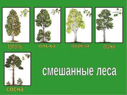 Какие леса смешанные