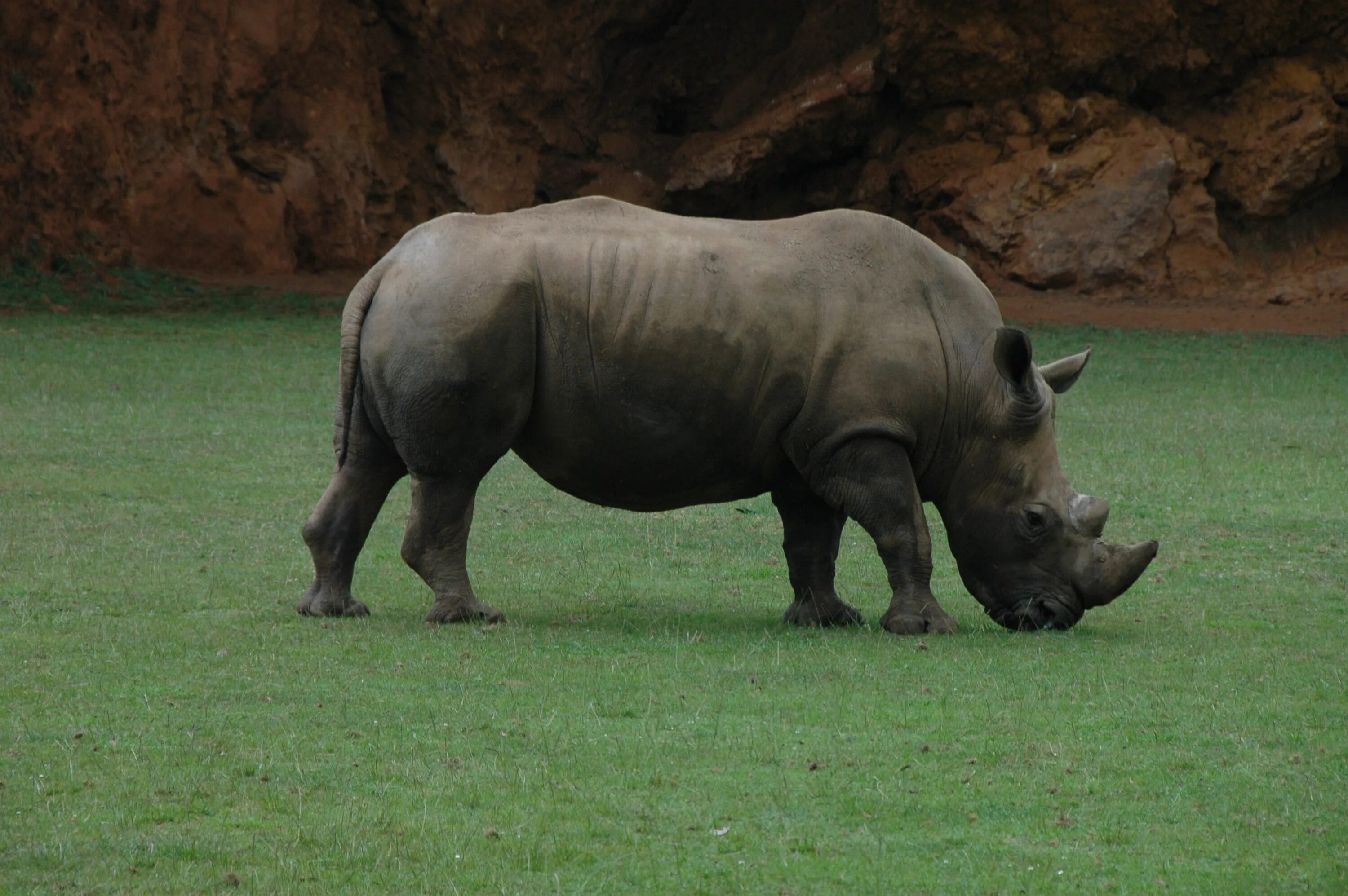 Гиппопотам и носорог. Носорог Бегемот и гиппопотам. Белый носорог и Бегемот.