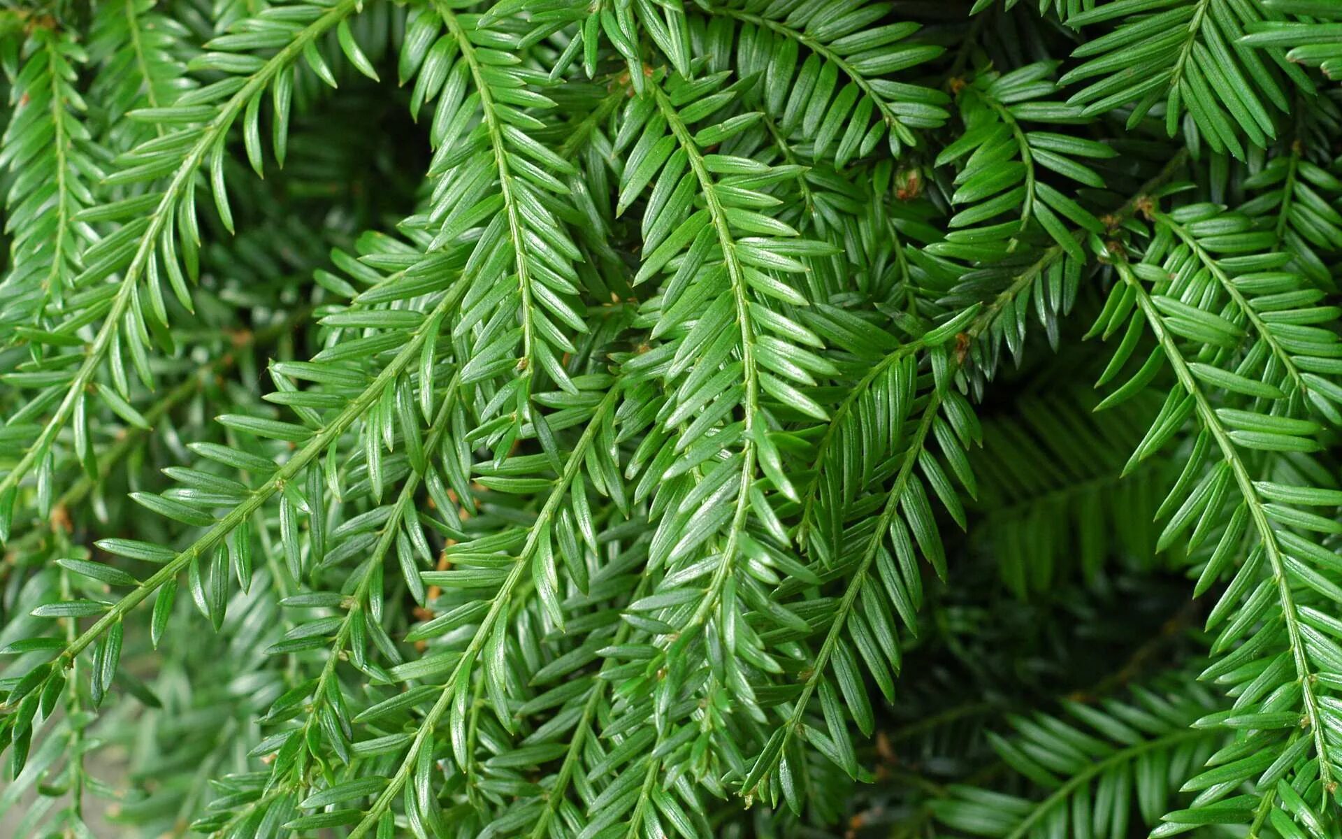 Можжевельник Тисс криптомерия. Тис пихта Кипарис. Taxus baccata. Тисс и Кипарис.