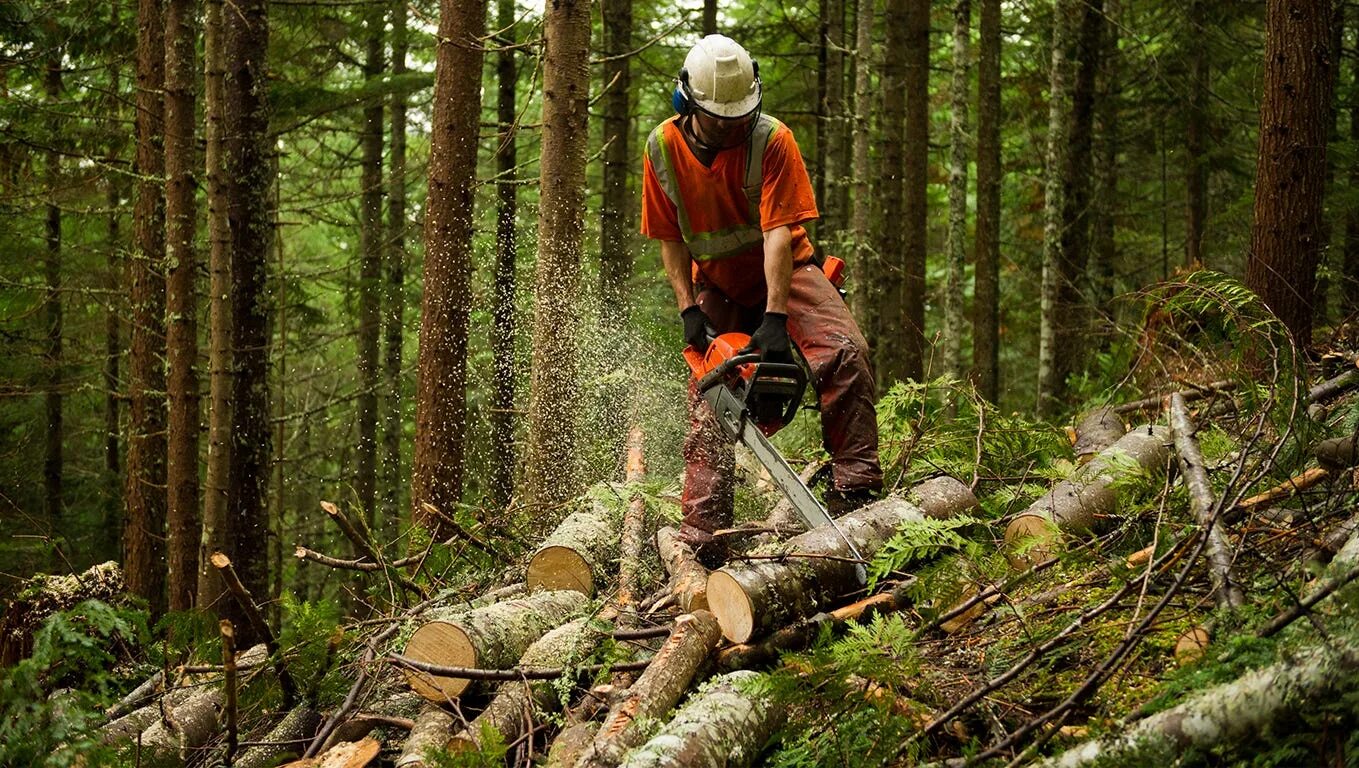 Natural dangerous. Заготовка леса. Добыча леса. Лесоводство и лесозаготовки. Лесное хозяйство.